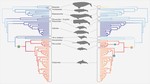 New paper on cetacean backbone ecomorphology and evolution