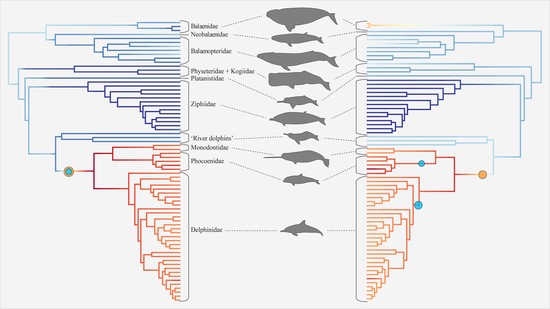 New paper on cetacean backbone ecomorphology and evolution